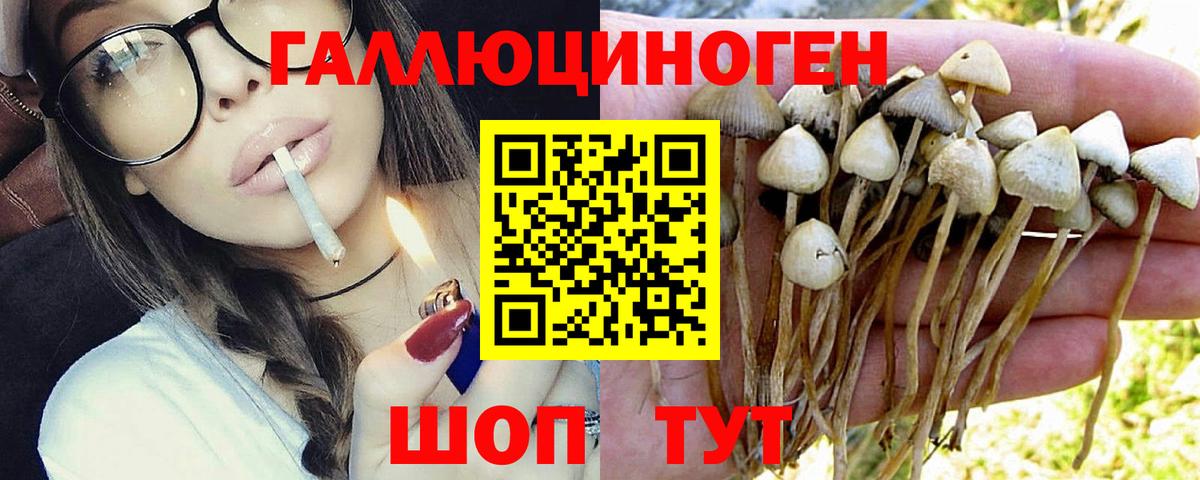 Псилоцибиновые грибы Cubensis  Вход с VPN  Котельники 